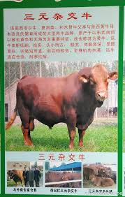抖音牛牛是什么品种抖音牛牛是什么品种及特点介绍